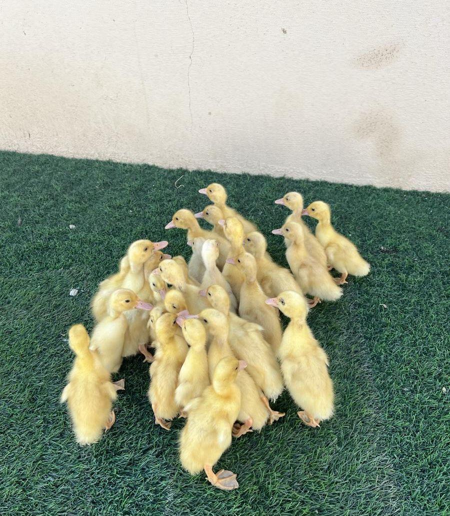 صوص بط بكيني