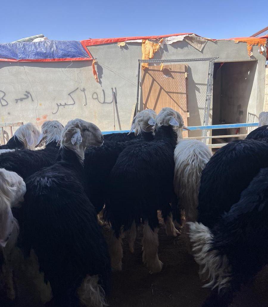 طليان نجد جبره