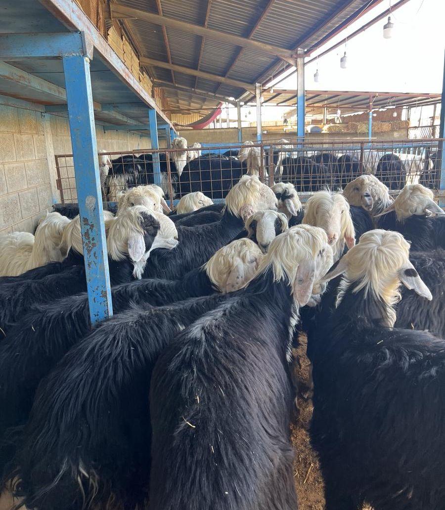 طليان نجد جبره