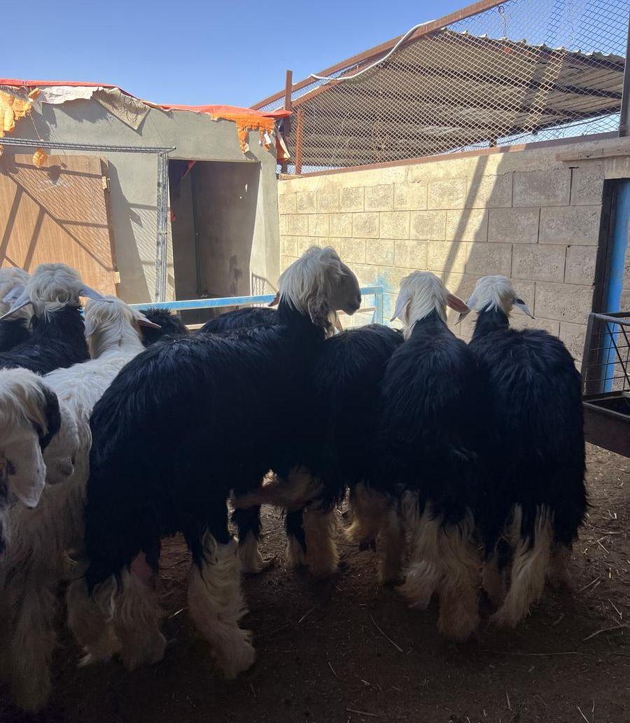 طليان نجد جبره