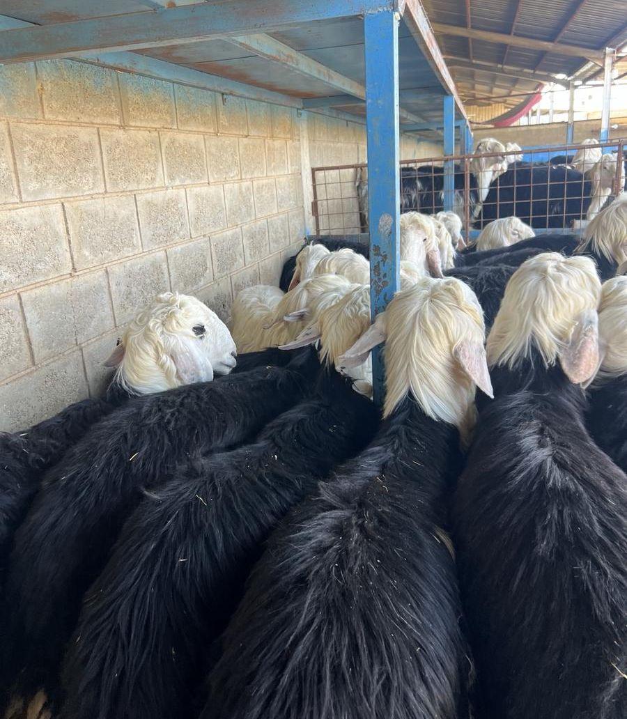 طليان نجد جبره