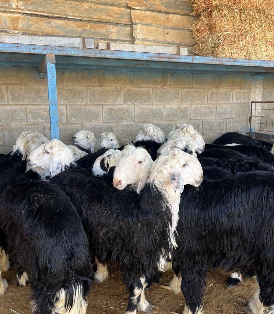 طليان نجد جبره