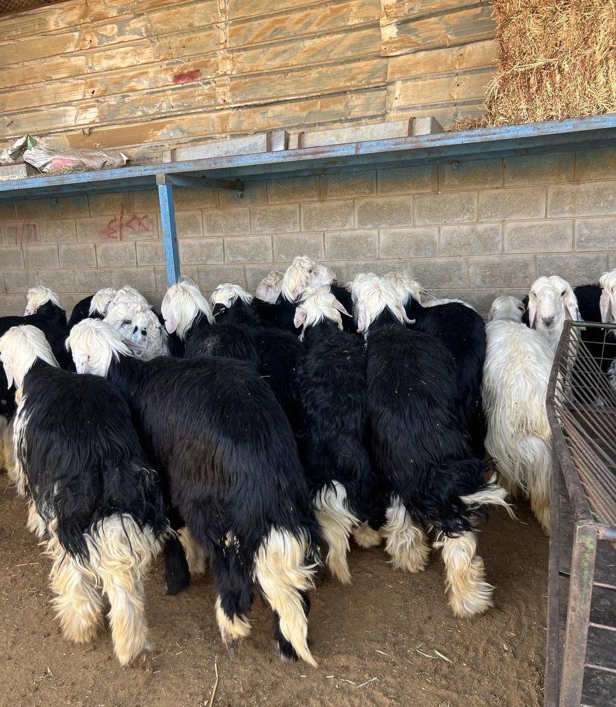 طليان نجد جبره