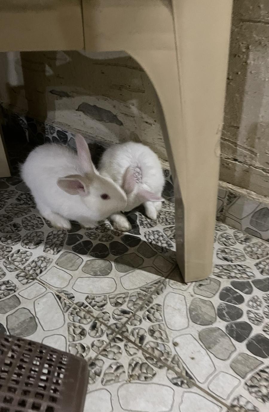 أرانب فرنسية ذكر