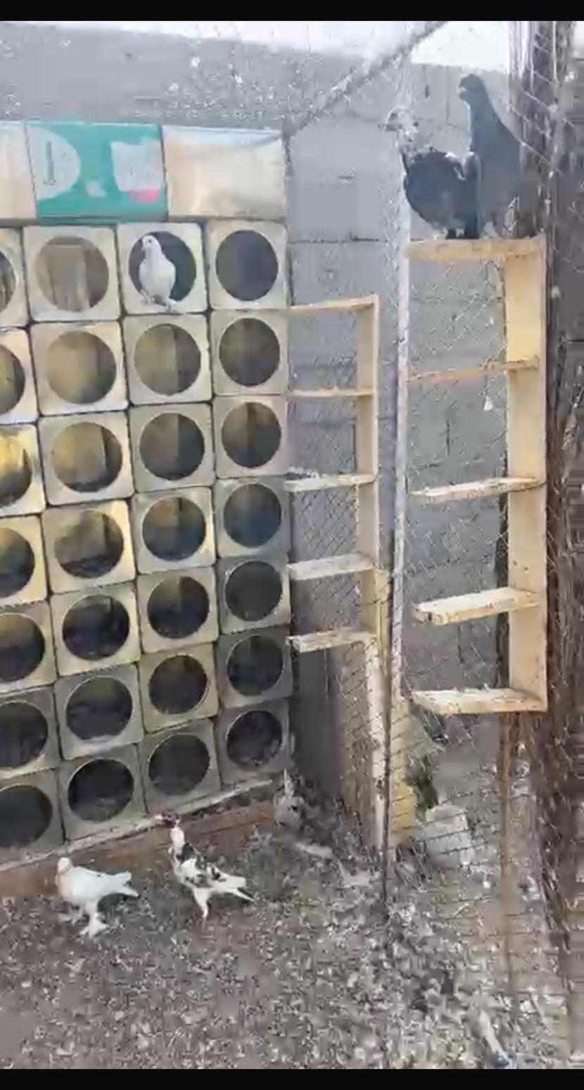 حمام مشكل (
