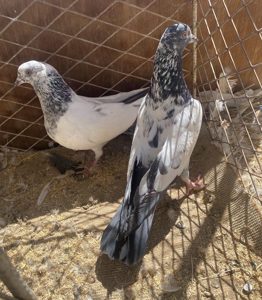 حمام بكستاني للبيع