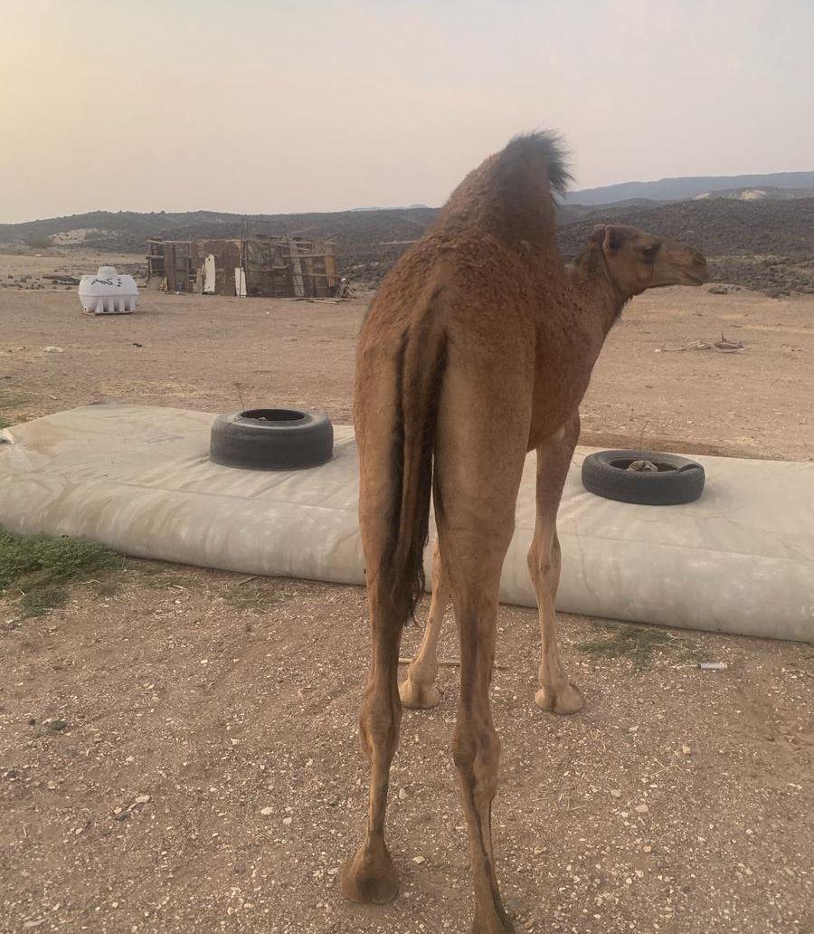 قعود للبيع