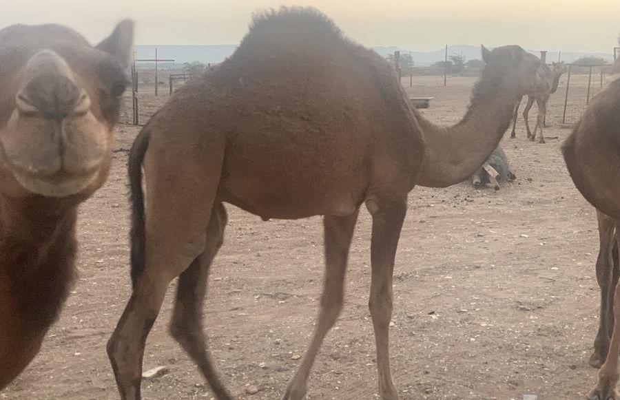 قعود للبيع