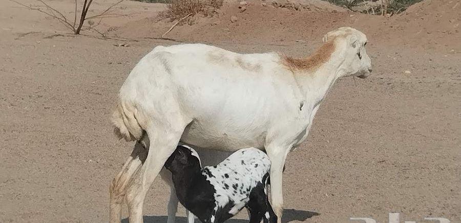 خلفات رفيديه متاومات