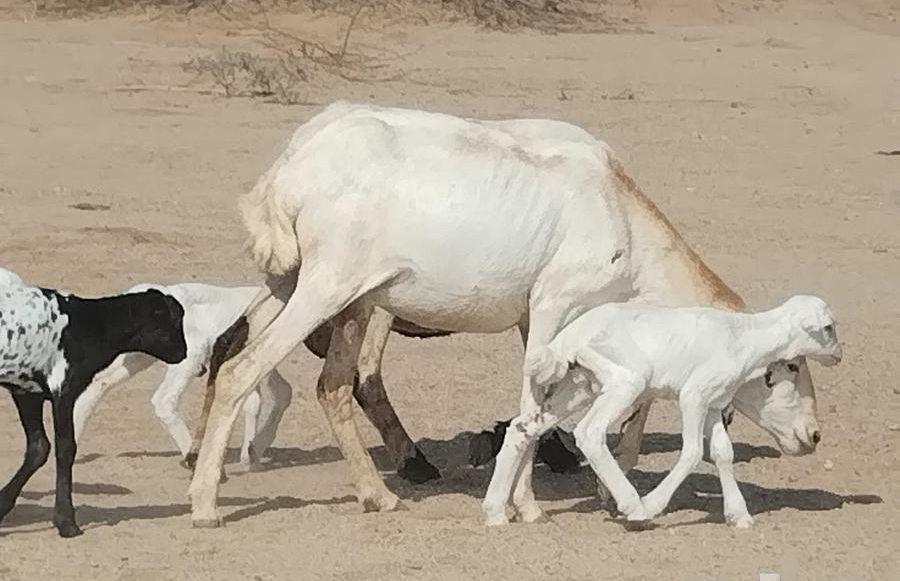 خلفات رفيديه متاومات
