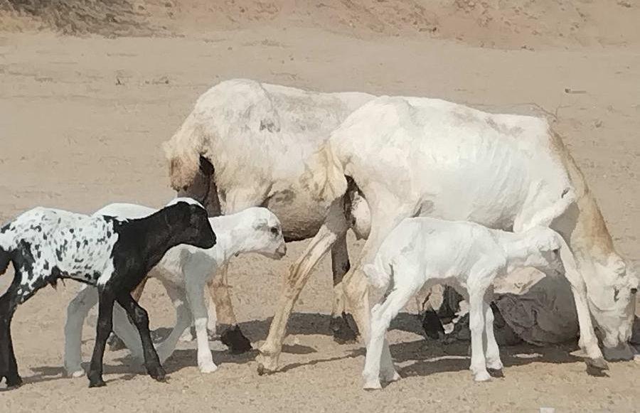 خلفات رفيديه متاومات