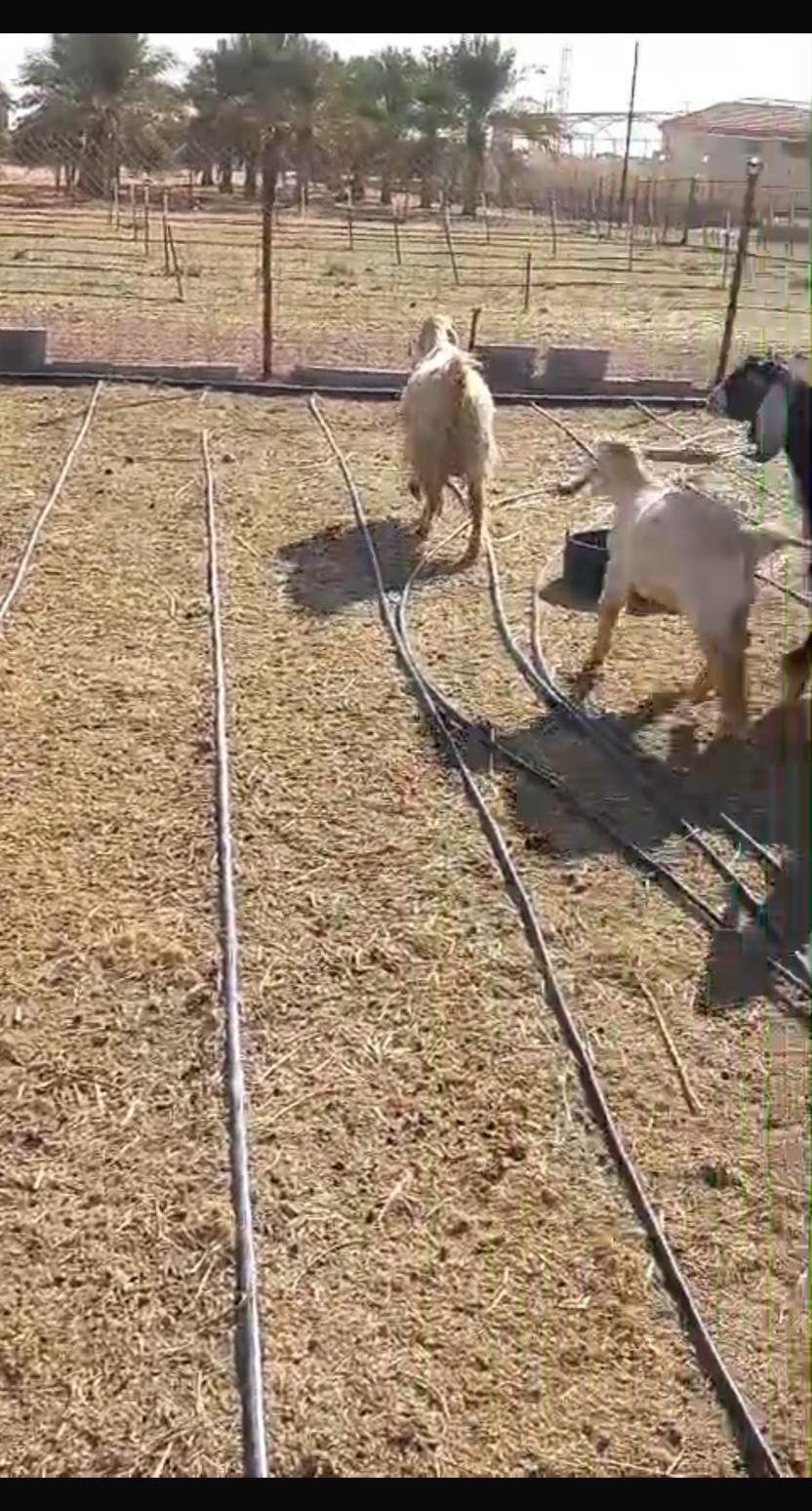 غنم معزة