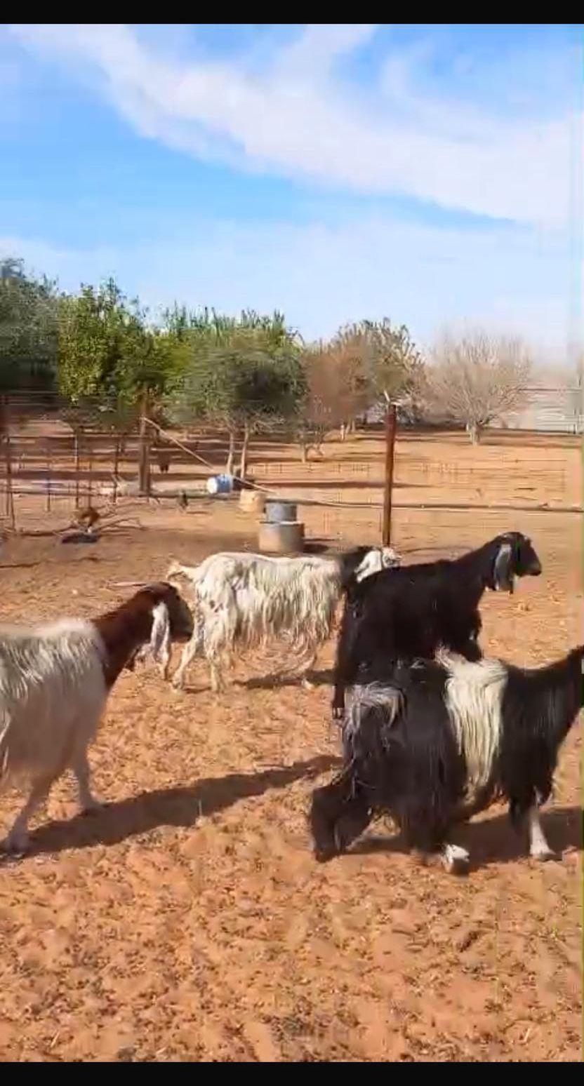 غنم معزة