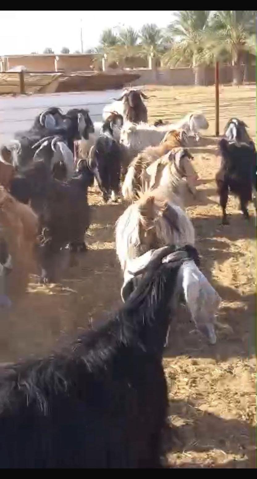 غنم معزة