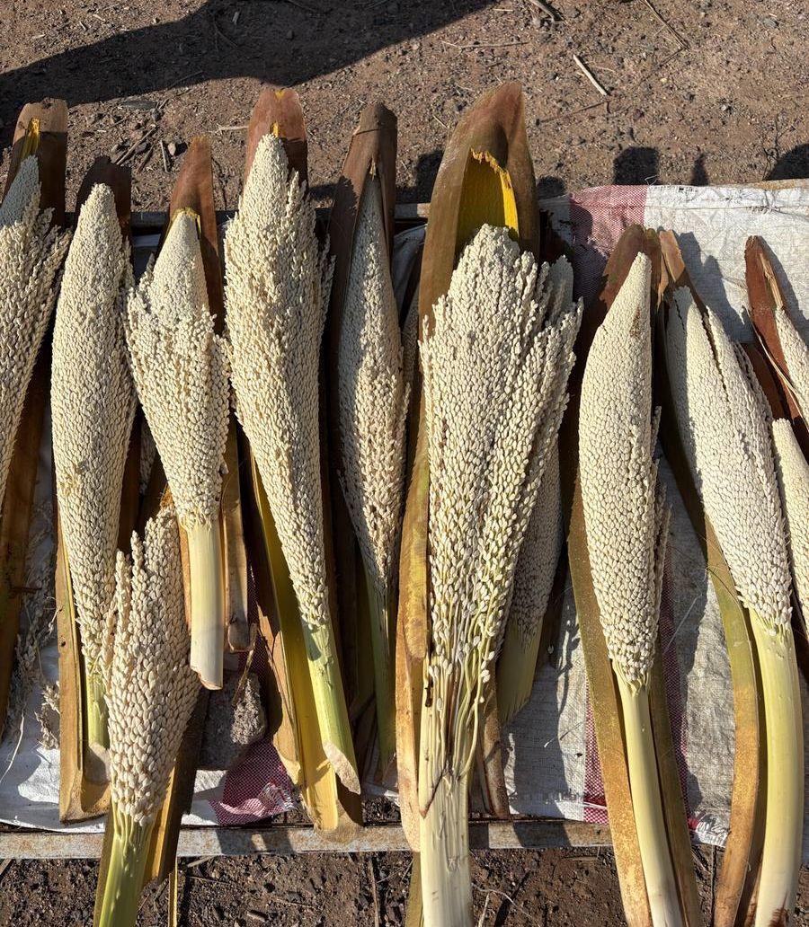 لقاح النخيل