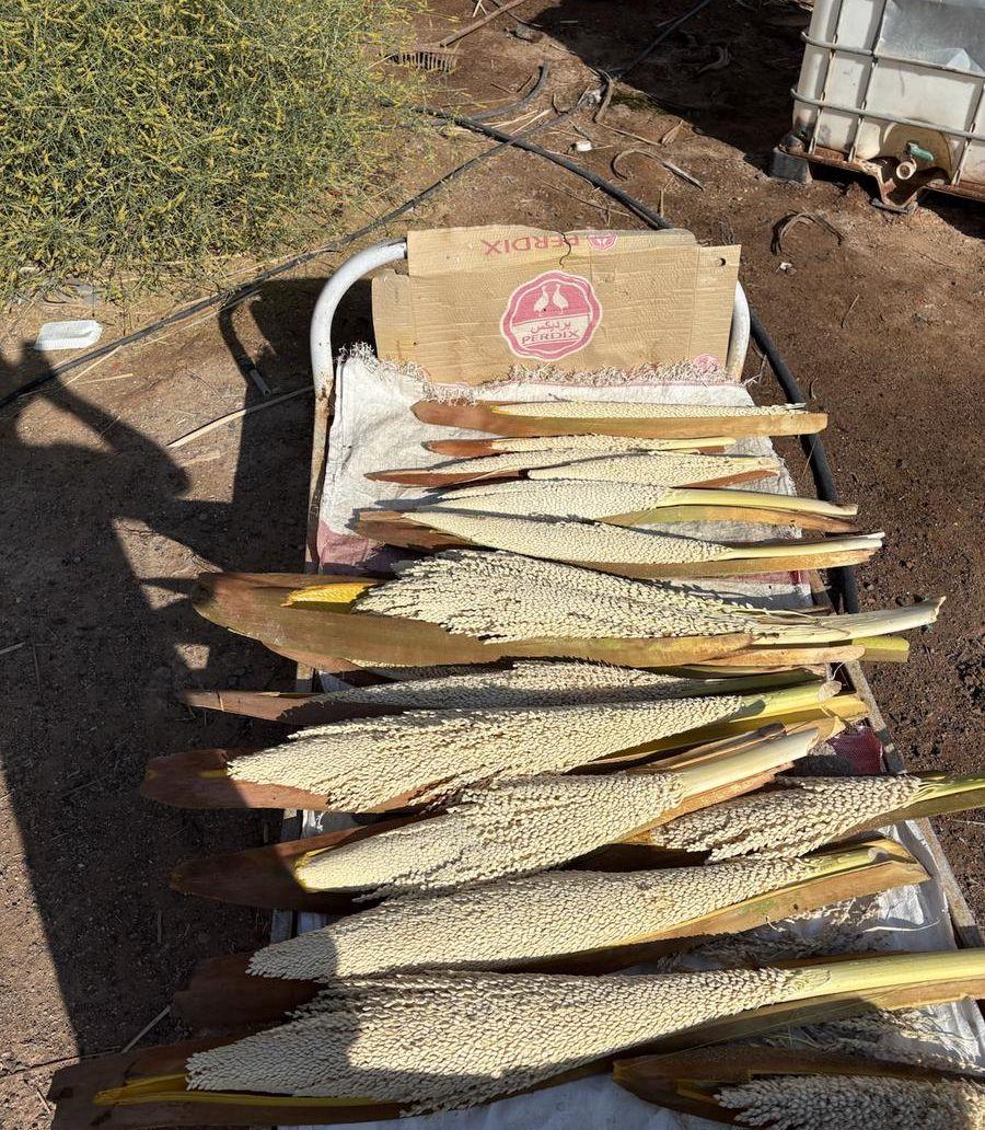لقاح النخيل