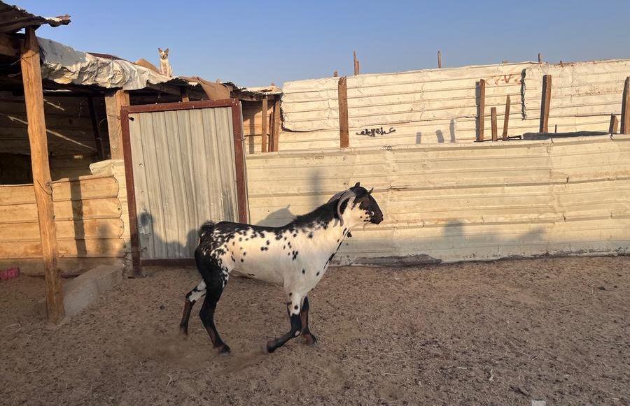 تيس بيشي امرخ