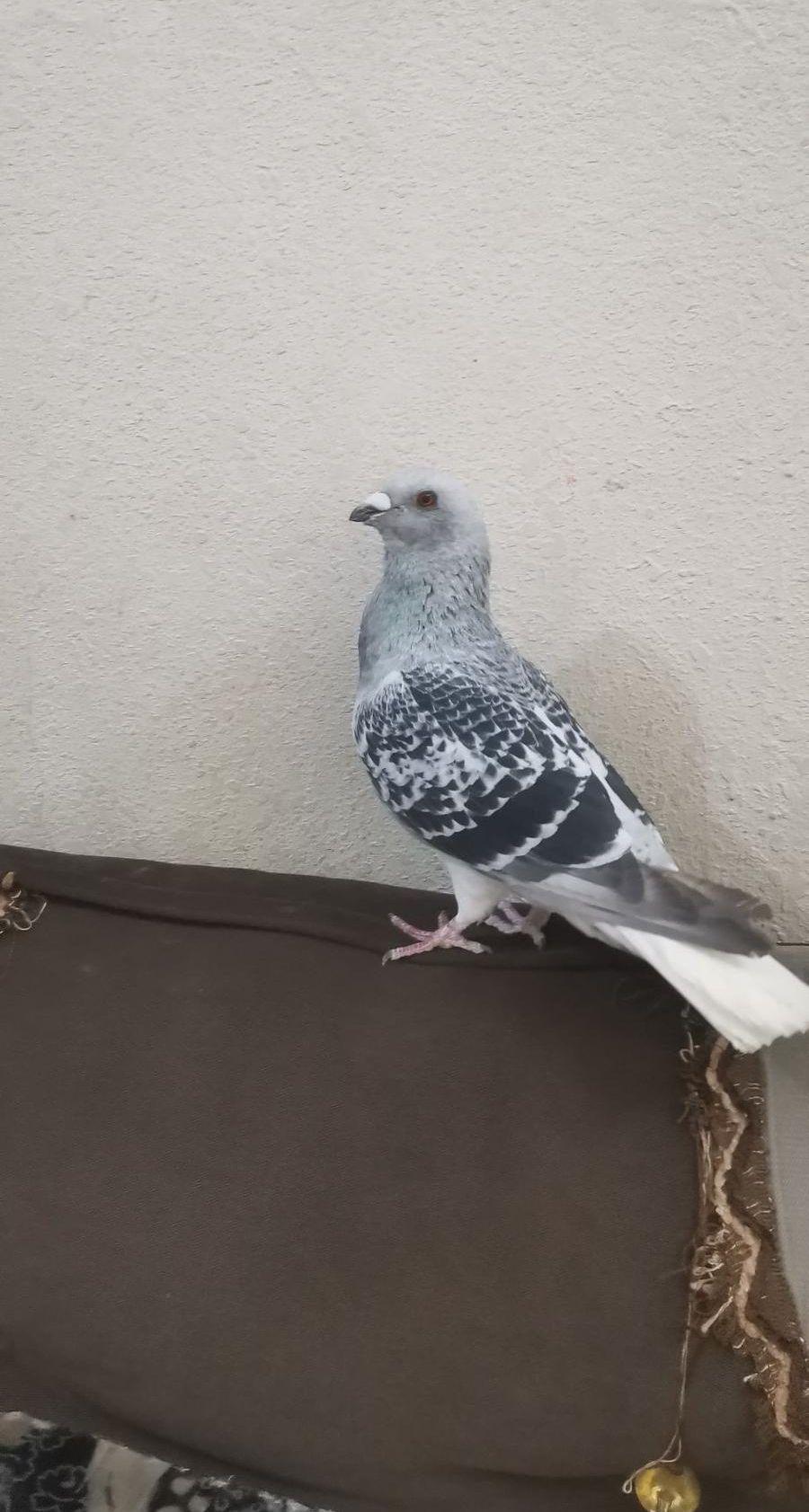طير ذكر عباسي