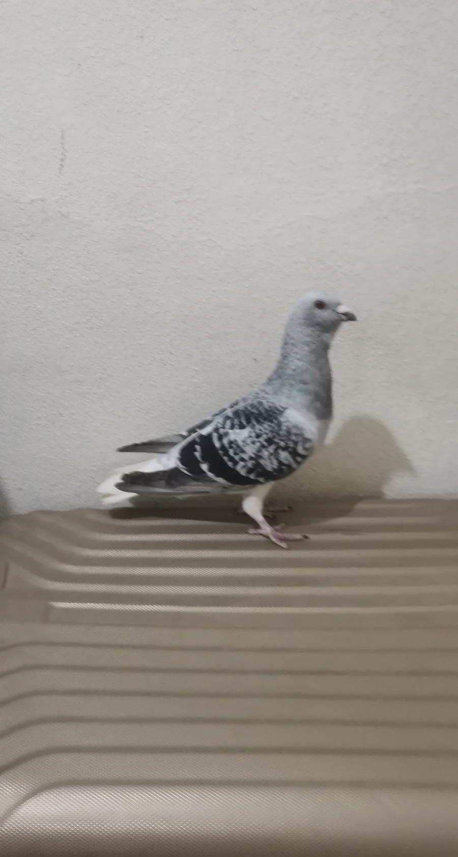 طير ذكر عباسي