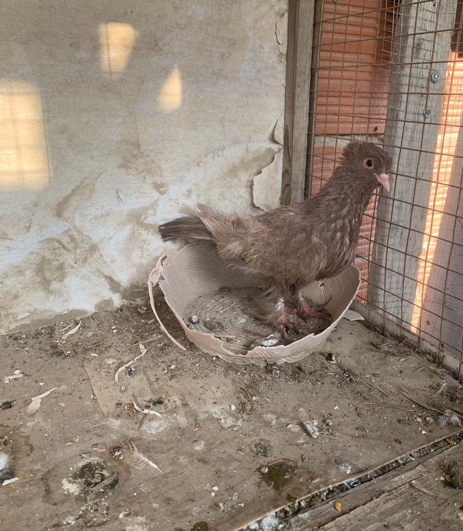 زوج صنعاني سلك