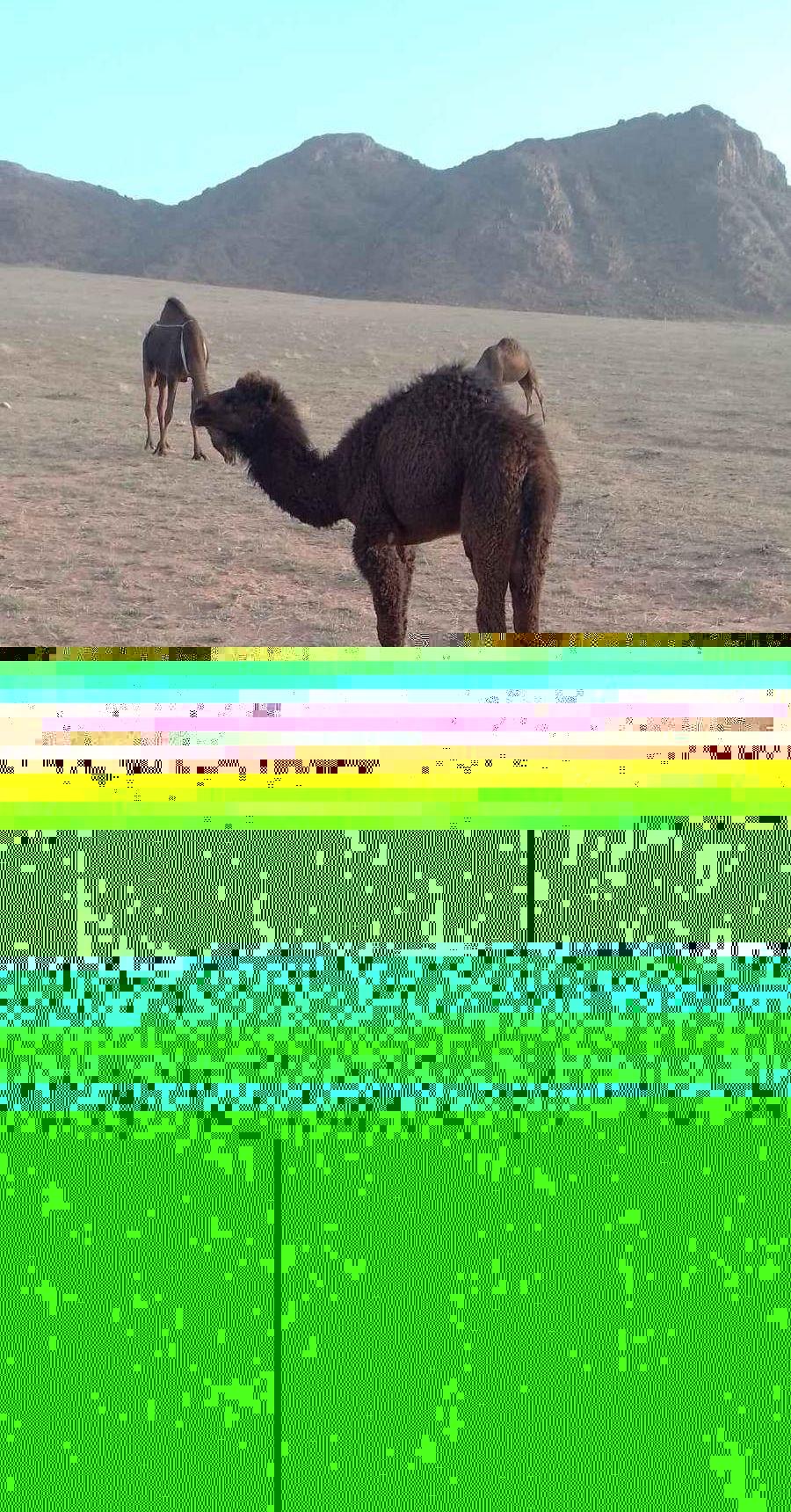 قعود عمره ثلاث