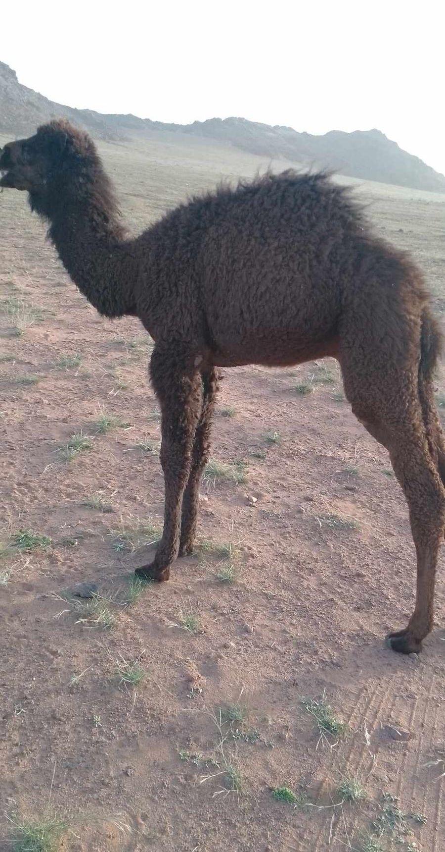قعود عمره ثلاث