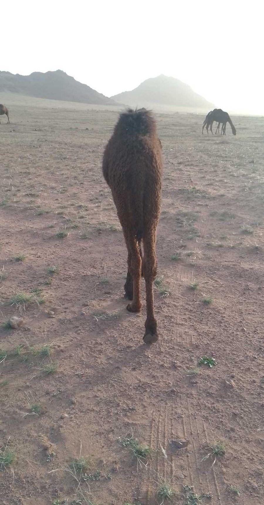 قعود عمره ثلاث