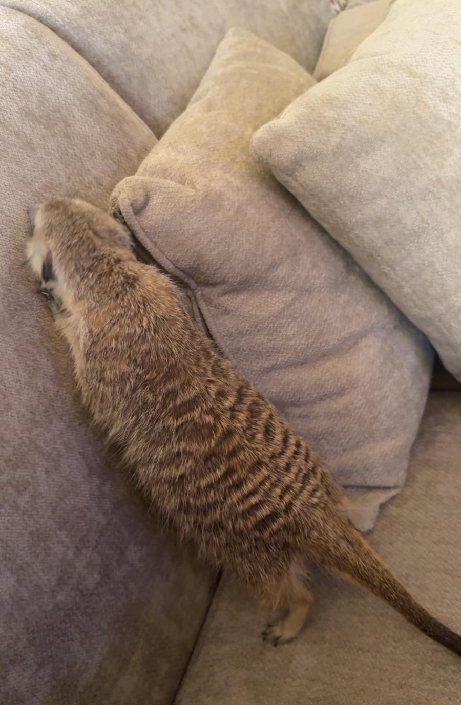 ميركات انثى اليفه