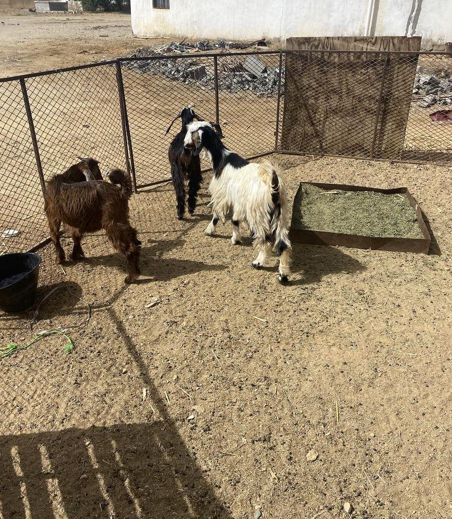 جفرت البيع