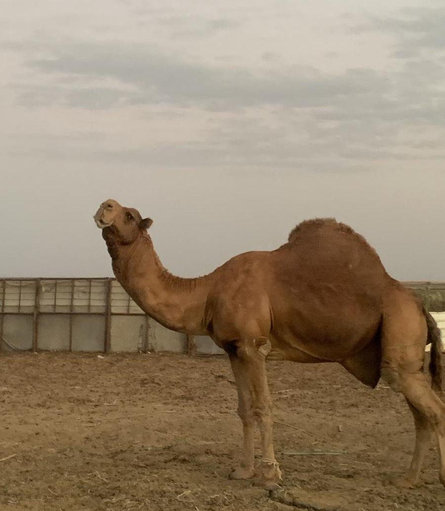 بعير باكستاني للبيع