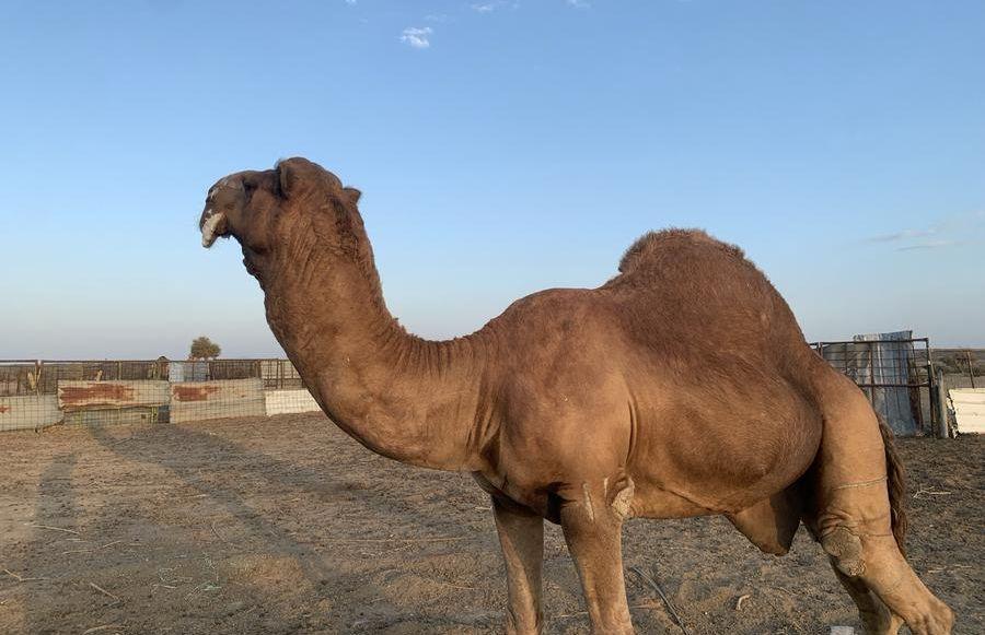 بعير باكستاني للبيع