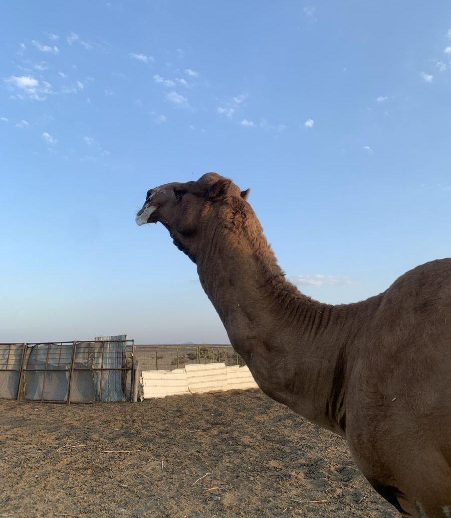 بعير باكستاني للبيع