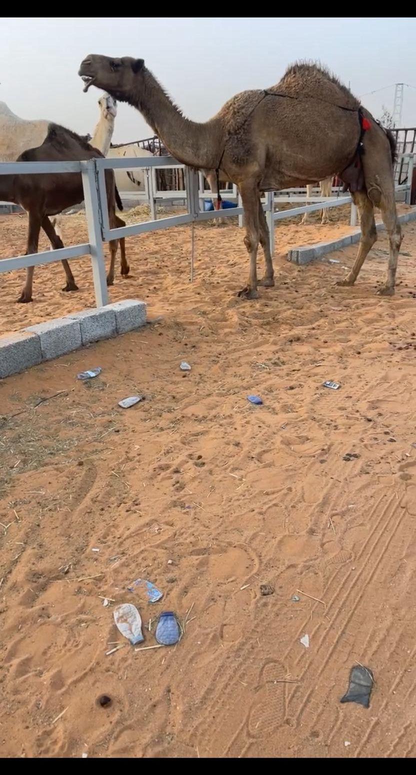 ابل