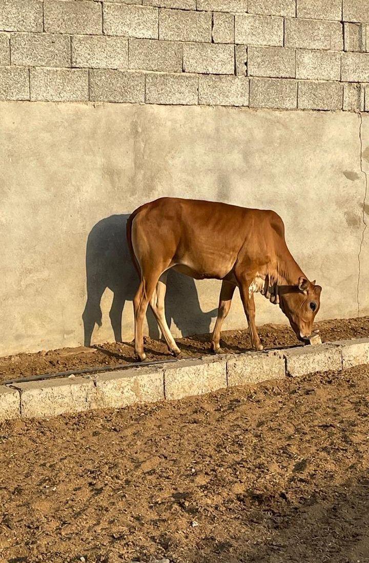 عجول للبيع بلدي