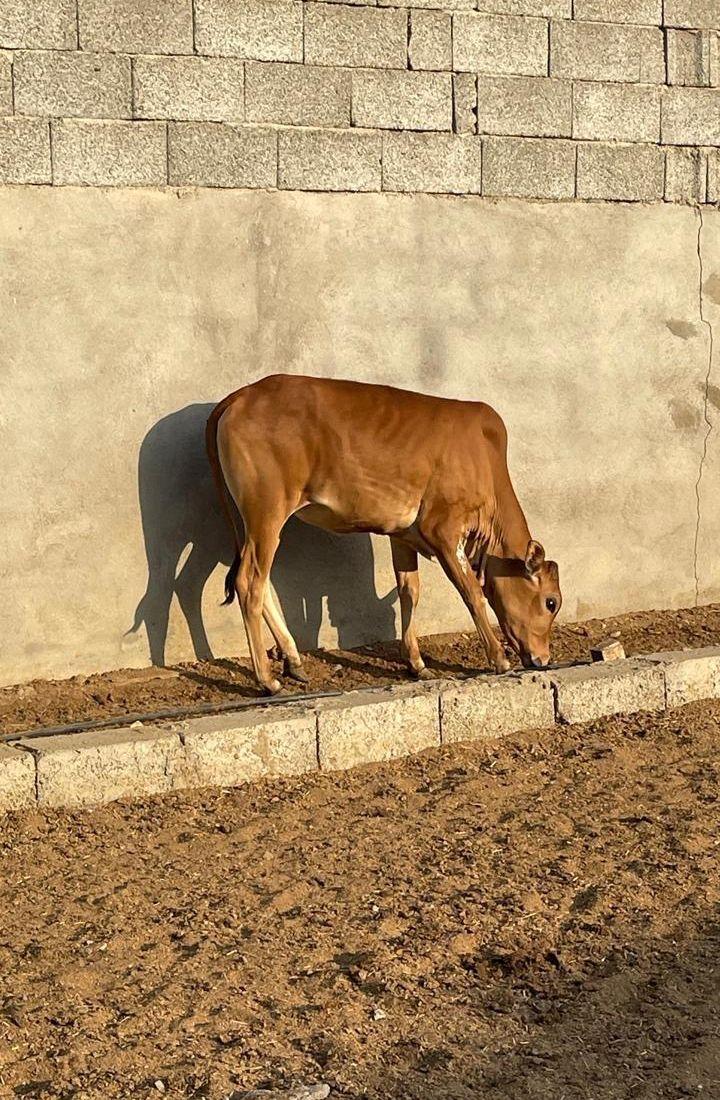 عجول للبيع بلدي