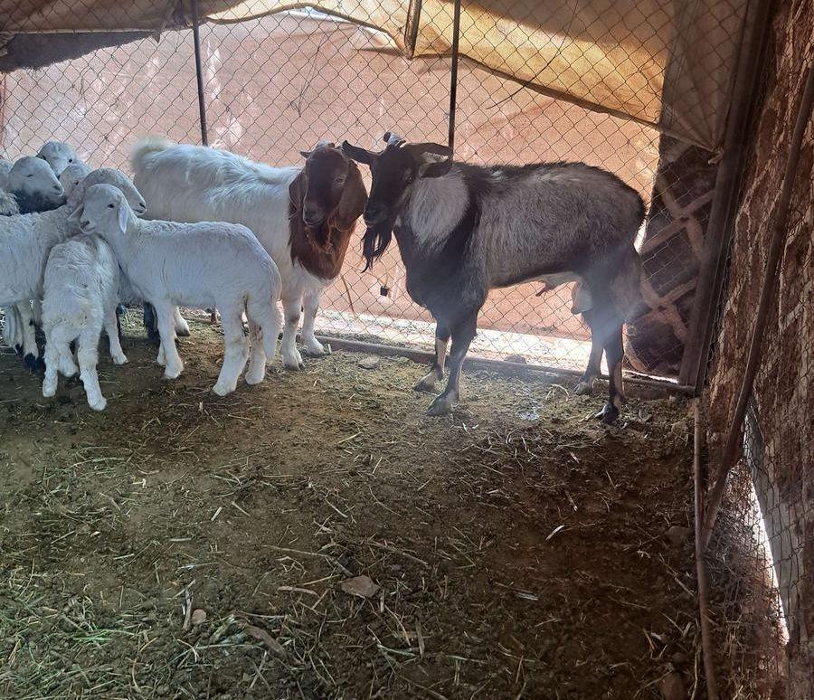 فحوله تيوس ولد