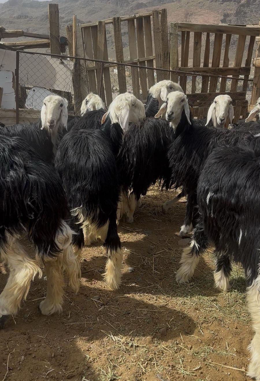 رخال نجد صنف