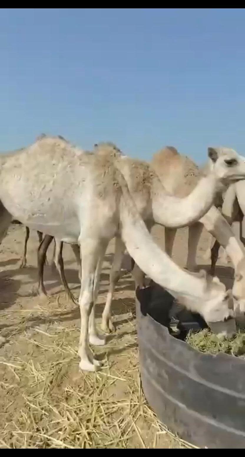 حشوان للبيع