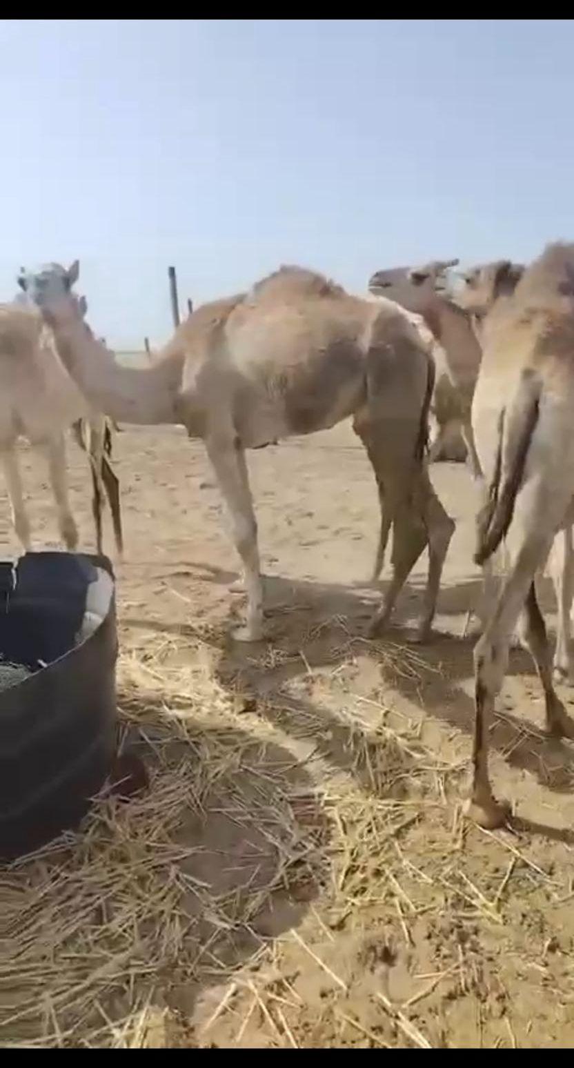 حشوان للبيع