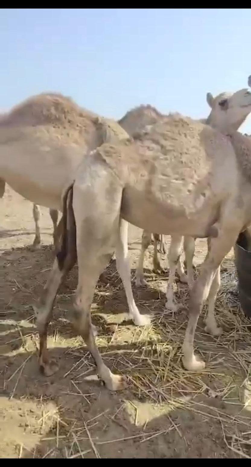 حشوان للبيع