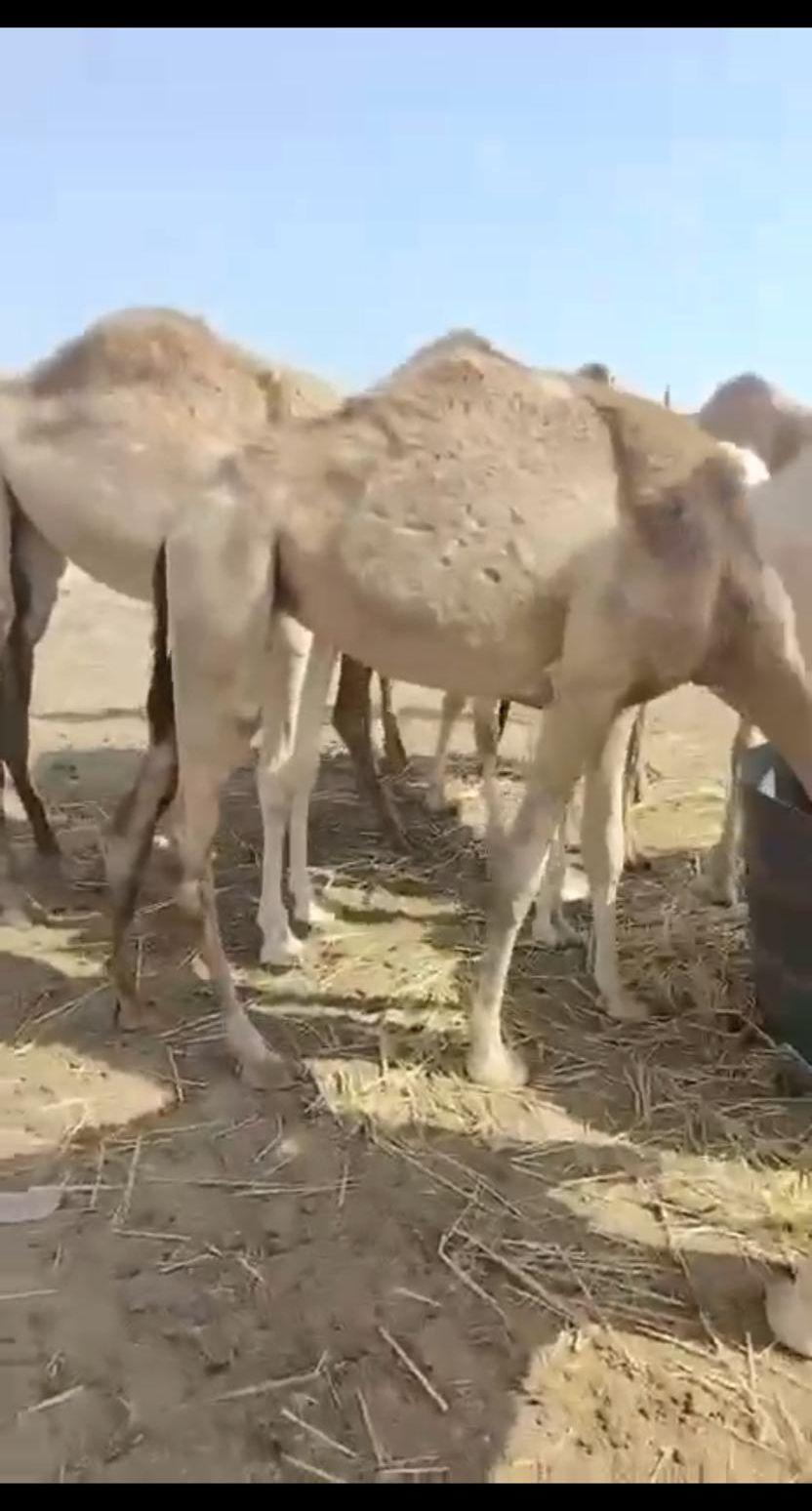 حشوان للبيع