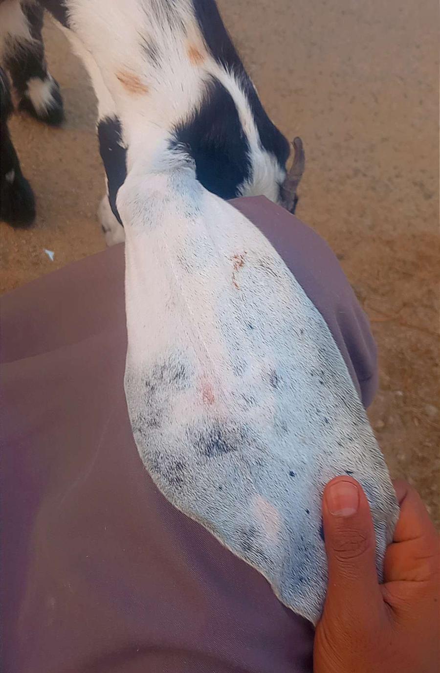 جفره