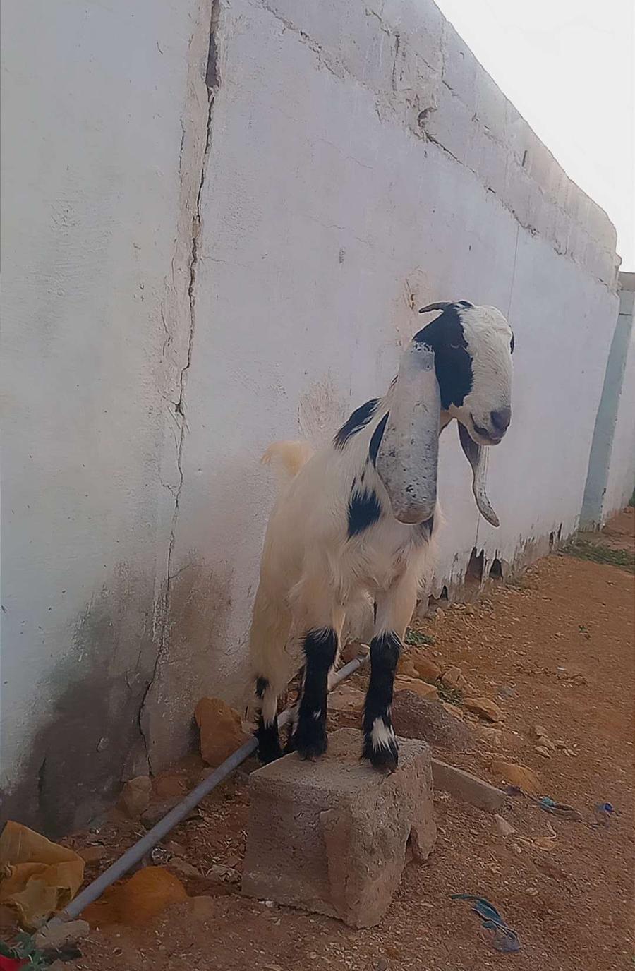 جفره