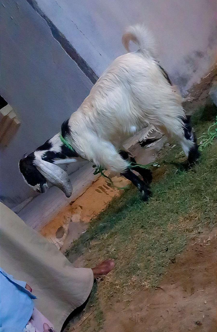جفره