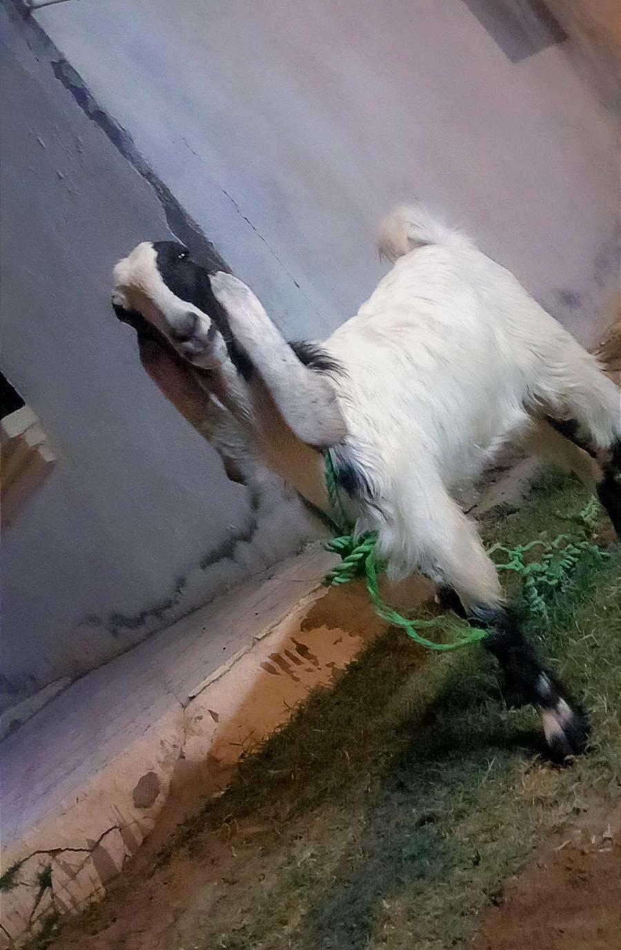 جفره