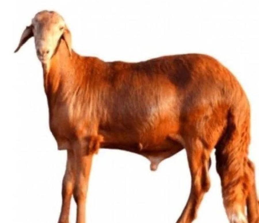 خرفان سواكن ومتوفر