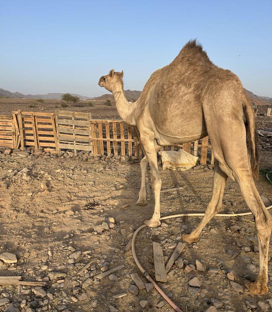 بكره