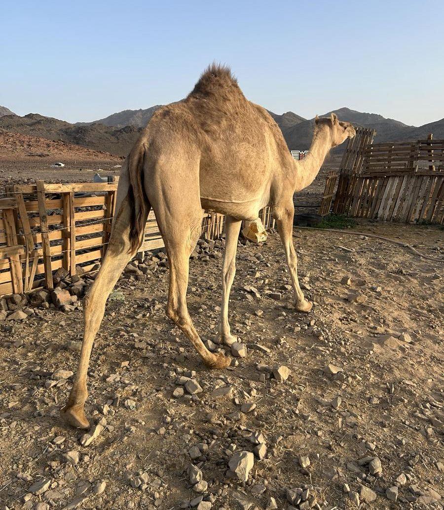 بكره