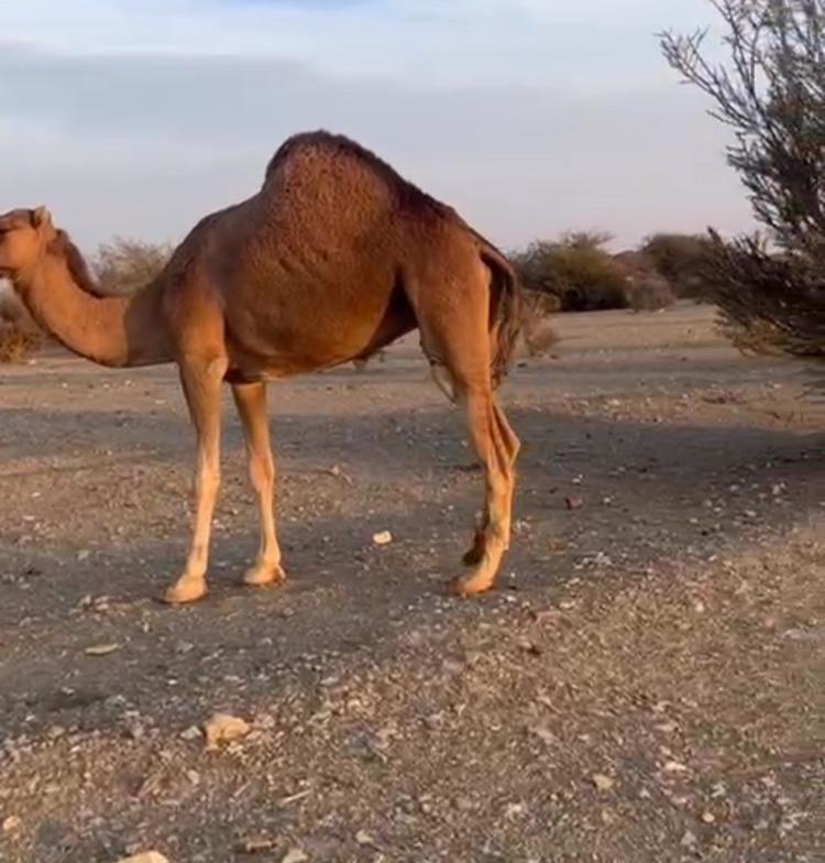 ناقه