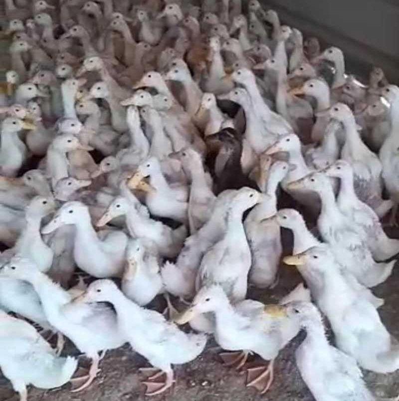 بط بكيني